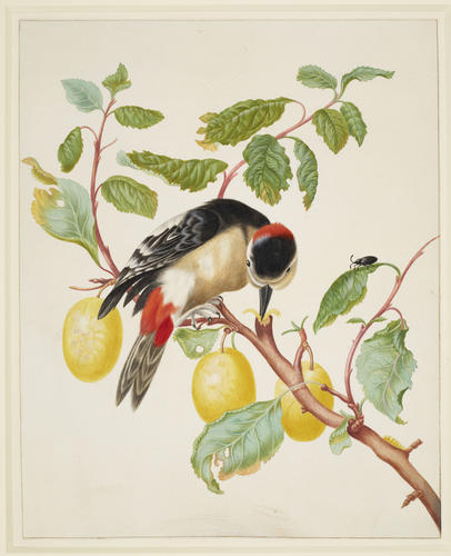 Great Spotted Woodpecker on a branch of Plum