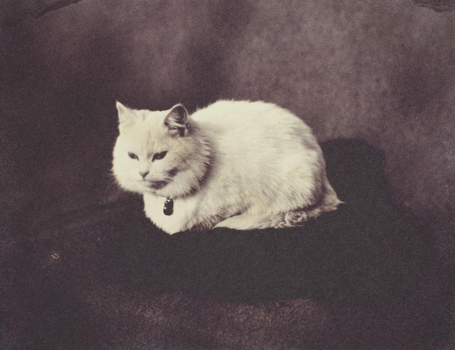 Snowdrop, Prince Leopold's cat