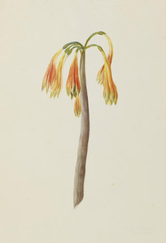 Crinum pendulum