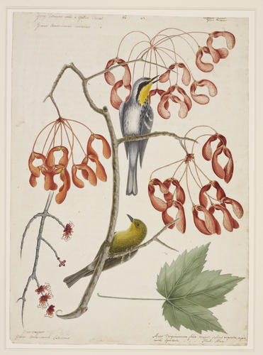 The Yellow-throated Creeper, the Pine-Creeper and the Red Flowering Maple