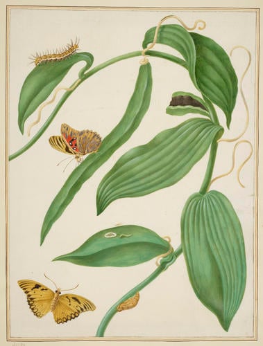 Vanilla with Gulf Fritillary Vanilla with Gulf Fritillary