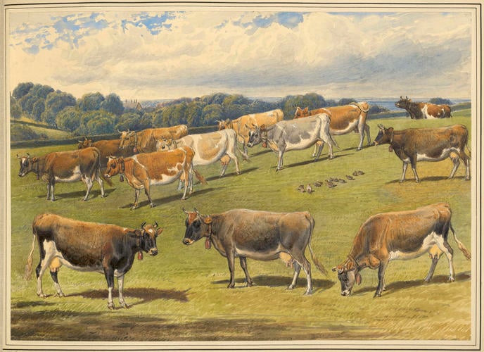 Alderney cows at Osborne. August 1866