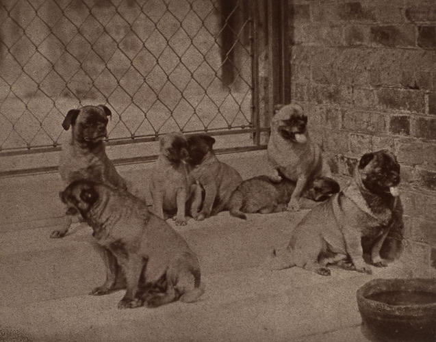 Minka, Olga, Venus and her puppies and Pedro