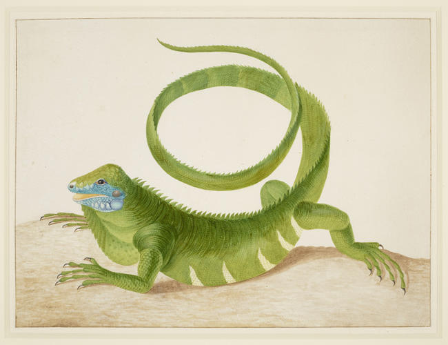 Green Iguana Green Iguana