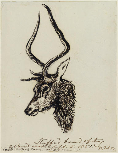Stuffed head of stag Albert shot Sept: 5 1851