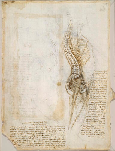 Recto: Diagram of the spine, nerves, vessels, etc. , and notes on the intercostal muscles. Verso: The main blood vessels of the thorax and superficial veins of arm, etc