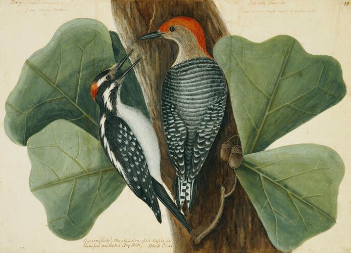 The Red-bellied Wood-pecker, the Hairy Wood-pecker and the Black Oak