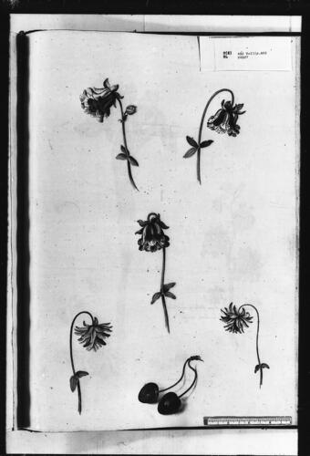 Studies of Double Columbines and Duke Cherries