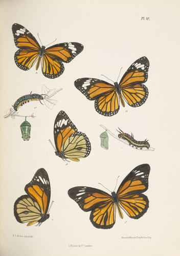 Lepidoptera Indica ; v. 1 / by F. Moore
