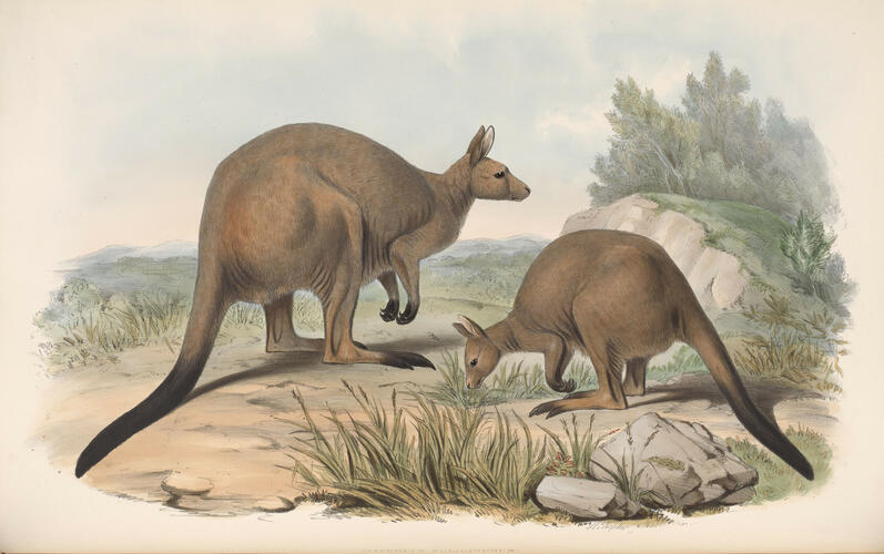 The Mammals of Australia ; v. 2 / by John Gould The Mammals of Australia ; v. 2 / by John Gould