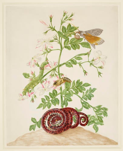 Spanish Jasmine with Ello Sphinx Moth and Garden Tree Boa