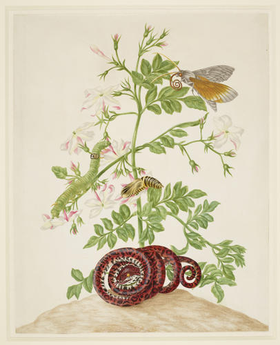 Spanish Jasmine with Ello Sphinx Moth and Garden Tree Boa Spanish Jasmine with Ello Sphinx Moth and Garden Tree Boa