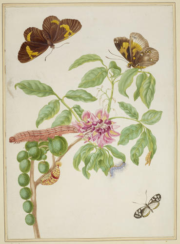 Muellera frutescens with Brush-Footed and Clearwing Butterflies