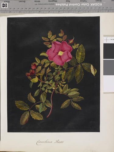 Carolina Rose