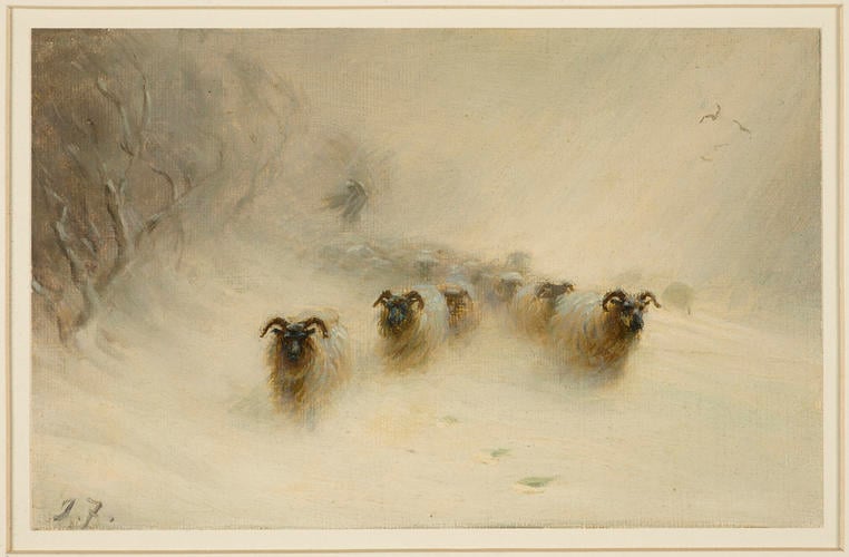 Flock of sheep approaching through a blizzard of snow