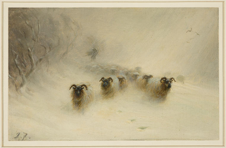 Flock of sheep approaching through a blizzard of snow Flock of sheep approaching through a blizzard of snow
