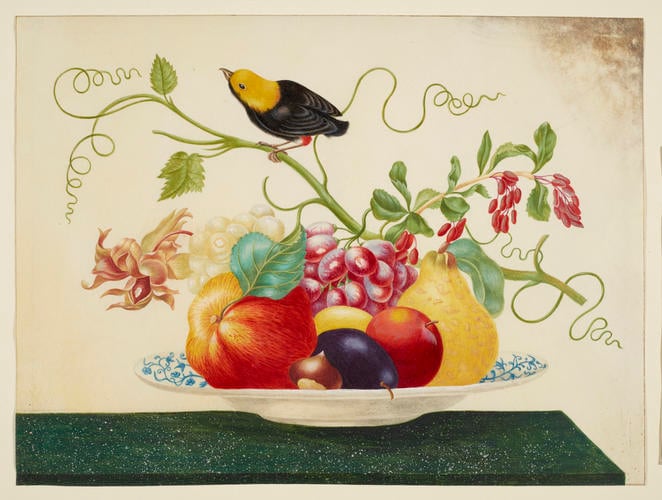 Still life with Golden-Headed Manakin