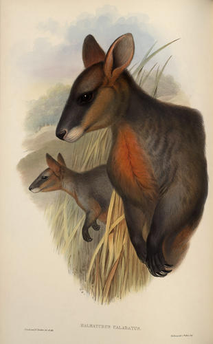 The Mammals of Australia ; v. 2 / by John Gould The Mammals of Australia ; v. 2 / by John Gould
