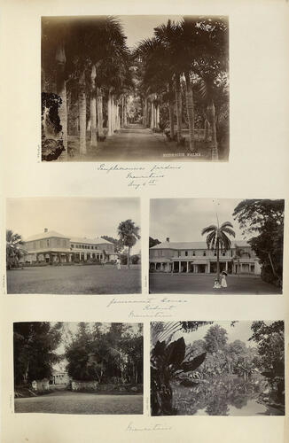 Rodrigues Palms Rodrigues Palms