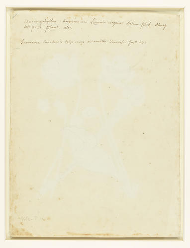 Sarracena, foliis brevioribus or Sarracena Canadensis [and Sarracenia flava L. ]