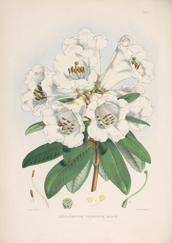 The Rhododendrons of Sikkim-Himalaya : being an account, botanical and geograhpical, of the rhododendrons recently discovered in the mountains of Eastern Himalaya, . . . / by Joseph Dalton Hooker ; edited by Sir W. J. Hooker The Rhododendrons of Sikkim-Himalaya : being an account, botanical and geograhpical, of the rhododendrons recently discovered in the mountains of Eastern Himalaya, . . . / by Joseph Dalton Hooker ; edited by Sir W. J. Hooker