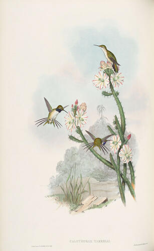 A Monograph of the Trochilidae, or family of humming-birds ; v. 3 / John Gould