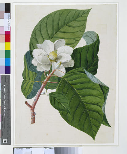 Magnolia flore albo