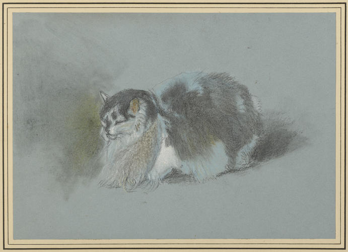 Angora cat Angora cat