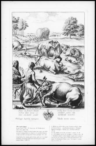 Cattle plague Cattle plague