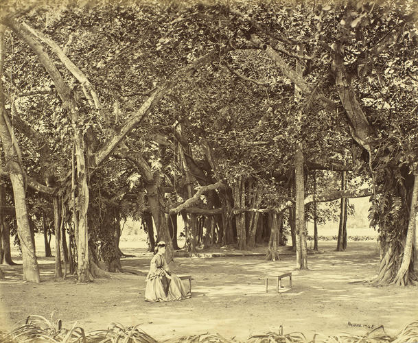 Barrackpore. Banian Tree Park: Prince of Wales Tour of India 1875-6 (vol. 3) Barrackpore. Banian Tree Park: Prince of Wales Tour of India 1875-6 (vol. 3)
