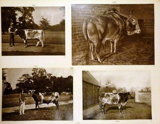 Page from Catalogue of Queen Victoria's Private Negatives, Vol. I Page from Catalogue of Queen Victoria's Private Negatives, Vol. I