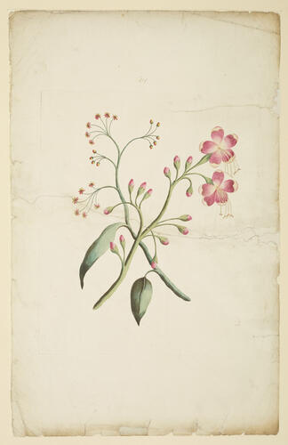 A Collection of exotics from the Island of Antigua / by a Lady