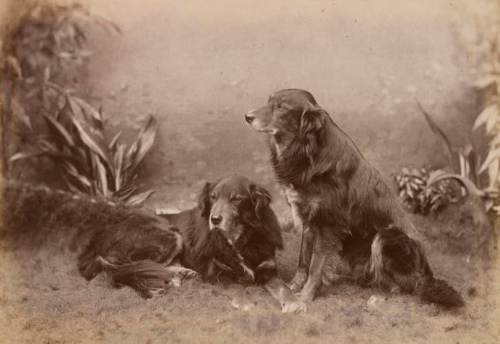 Noble and his grandson Noble, collie dogs belonging to Queen Victoria