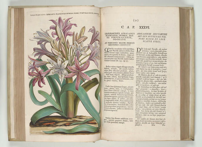 Horti medici Amstelodamensis rariorum, tam orientalis, quam occidentalis Indiae, aliarumque peregrinarum plantarum . . . descriptio et icones ; t. 1 / by Joannes Commelinus ; edited by Fredericus Ruyschius and Franciscus Kiggelarius Horti medici Amstelodamensis rariorum, tam orientalis, quam occidentalis Indiae, aliarumque peregrinarum plantarum . . . descriptio et icones ; t. 1 / by Joannes Commelinus ; edited by Fredericus Ruyschius and Franciscus Kiggelarius
