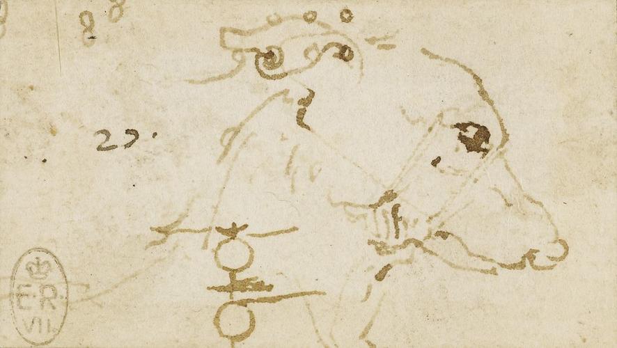 The head of a dog