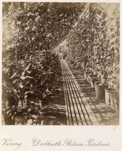 Vinery, Dalkeith Palace Gardens