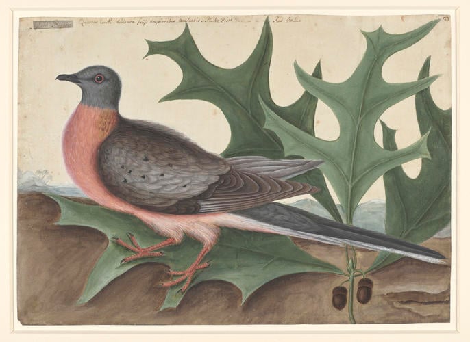 The Pigeon of Passage and the Red Oak