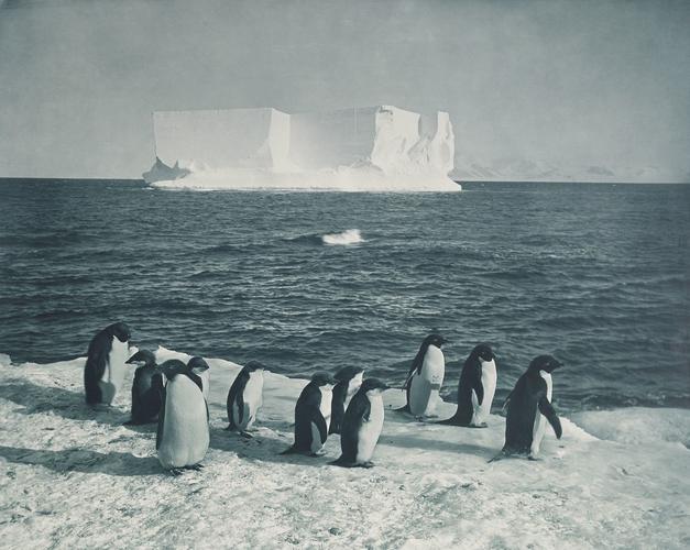 Tabular iceberg off Cape Royds