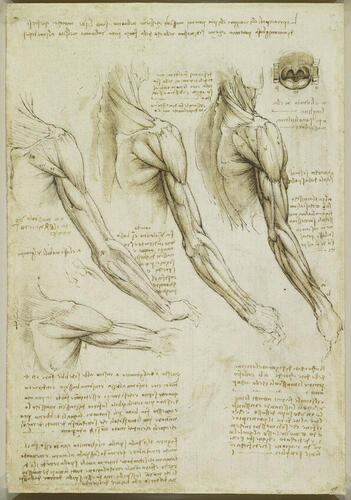 The muscles of the arm, and the veins of the arm and trunk (recto); The muscles of the shoulder, arm and neck (verso)