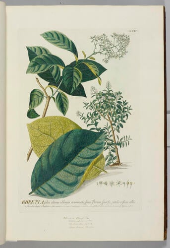 Plantae selectae, quarum imagines ad exemplaria naturalia Londini in hortis. . nutrita / painted by Georgius Dionysius Ehret, described by Christophorus Jacobus Trew