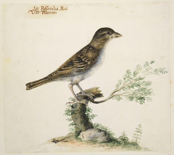 Italian sparrow, Passer Italiae (Vieillot 1817) Italian sparrow, Passer Italiae (Vieillot 1817)