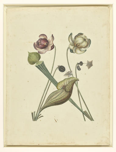 Sarracena, foliis brevioribus or Sarracena Canadensis [and Sarracenia flava L. ]