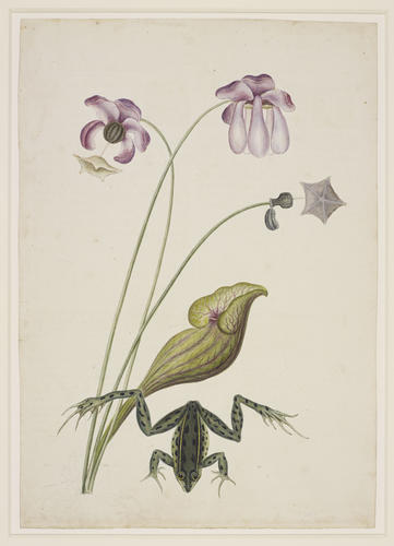 Water frog and purple pitcher plant