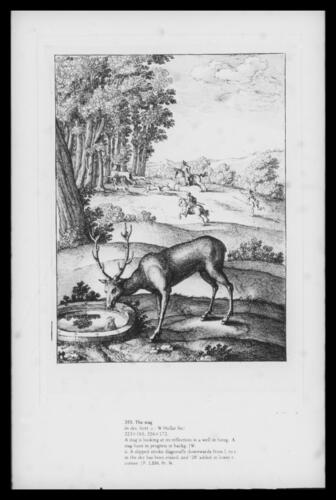 The stag The stag
