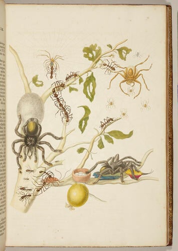 Metamorphosis insectorum Surinamensium. In qua erucae ac vermes Surinamenses, cum omnibus suis transformationibus, ad vivum delineatur & describuntur, singulis eorum in plantas, flores & fructus colloeatis, in quibus reperta sunt; tum etiam generatio ranarum, busonum rariorum, lacertarum, serpentatum, araconium & formicarium exhibitur, omnia in America ad virum naturalis magnitudinae picta atque descripta / per Mariam Sibyllam Merian Metamorphosis insectorum Surinamensium. In qua erucae ac vermes Surinamenses, cum omnibus suis transformationibus, ad vivum delineatur & describuntur, singulis eorum in plantas, flores & fructus colloeatis, in quibus reperta sunt; tum etiam generatio ranarum, busonum rariorum, lacertarum, serpentatum, araconium & formicarium exhibitur, omnia in America ad virum naturalis magnitudinae picta atque descripta / per Mariam Sibyllam Merian