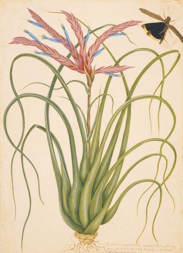 The Wild Pine and Locusta Caroliniana