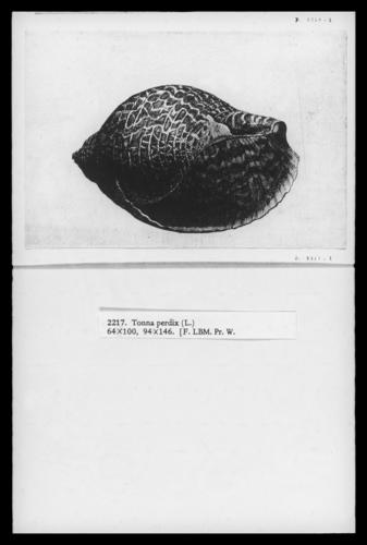Pacific partridge tun (Tonna perdix)
