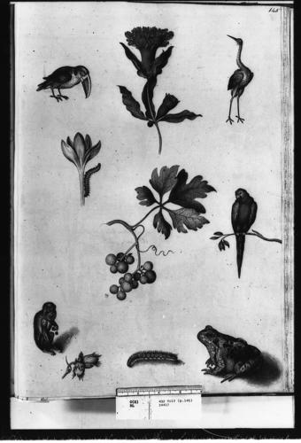 Red-billed toucan, pomegranate (double form), common crane, meadow saffron or autumn crocus with caterpillar of buff-tip moth, vine branch, scarlet macaw, mona monkey, filbert or hazel nuts, caterpill