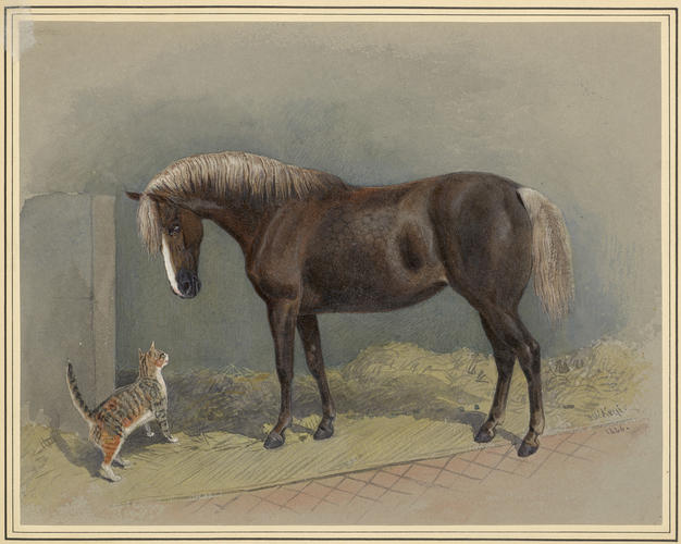 Pitlochrie, a highland pony. 1866