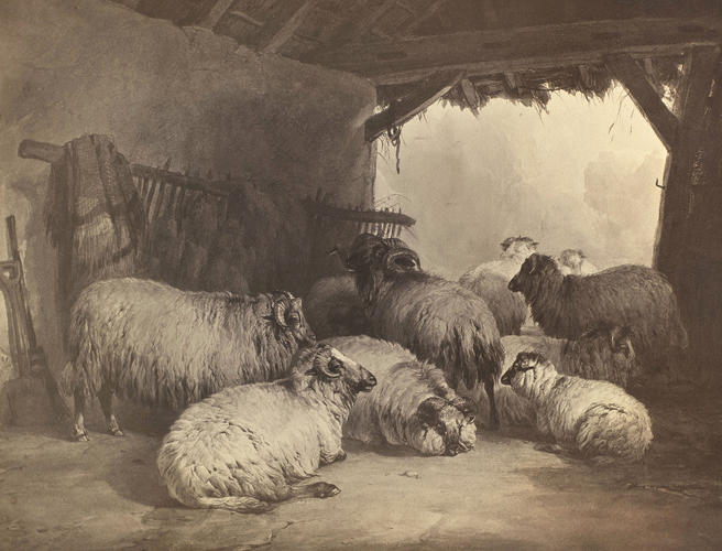'Sheep' 'Sheep'